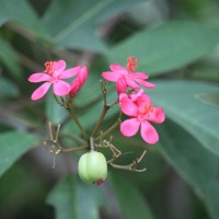 Jatropha integerrima Jacq.